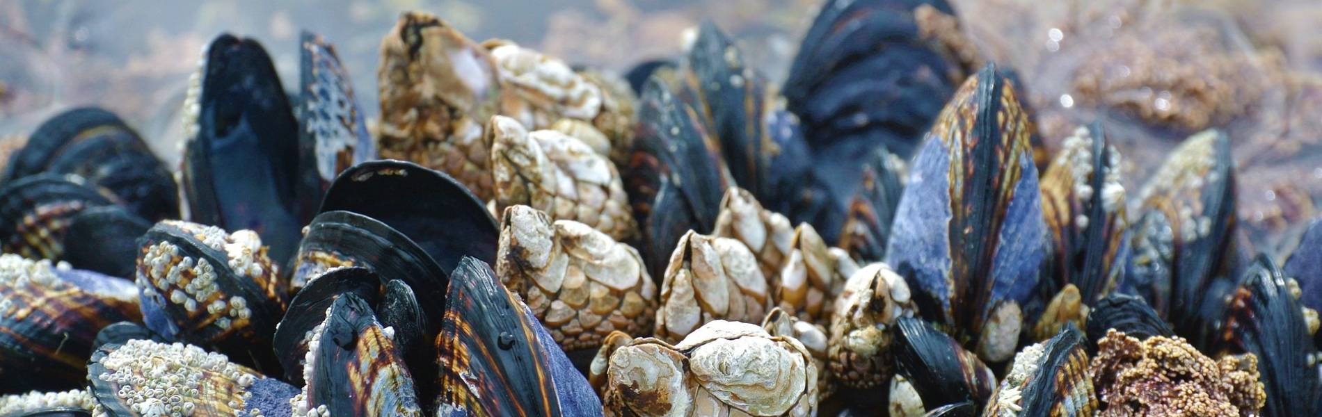 Lake Butrint Mussel Tour
